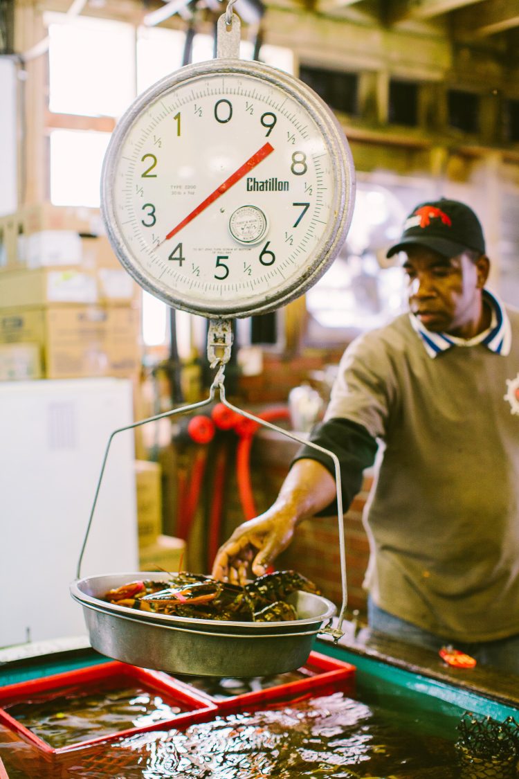 Man weighing lobsters on hanging scale at seafood market